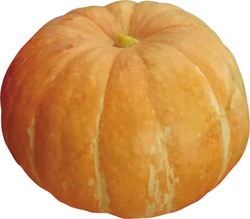 a large orange pumpkin on a white background