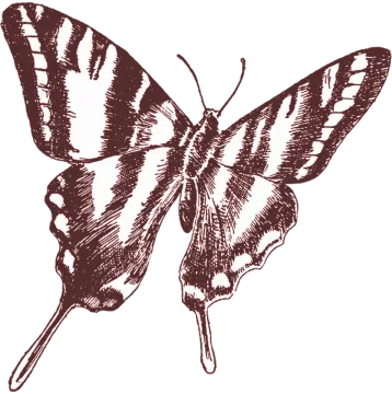 a black and white drawing of a butterfly
