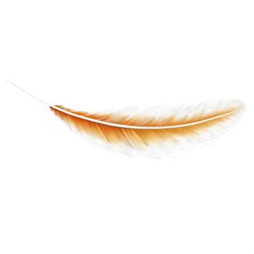 an orange feather on a white background