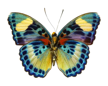 a blue and yellow butterfly on white background