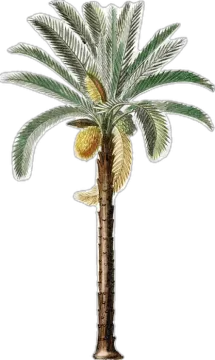 a drawing of a palm tree