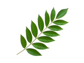 a green leaf with water droplets on it