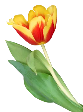 a single yellow and red flower on a stem