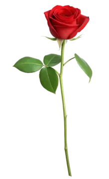 a single red rose on a white background