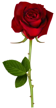 a red rose on a white background