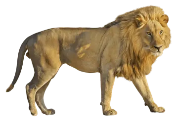 a lion standing on a white background