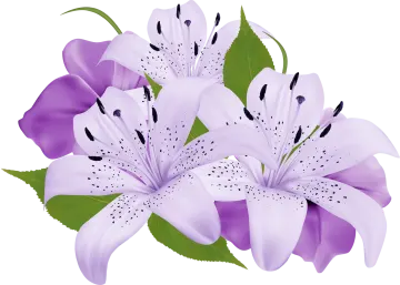 a bunch of white lil flowers with green leaves