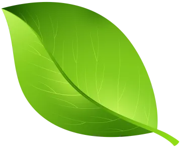 a green leaf