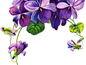 a bunch of purple flowers with green leaves