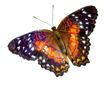an orange and black butterfly on a white background