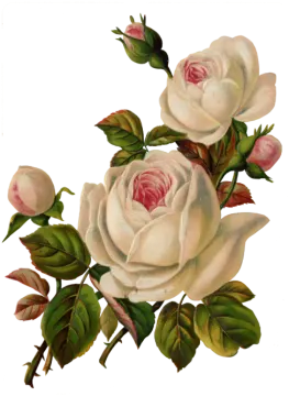 a painting of two white roses on a white background
