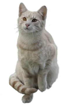 a cat sitting on the floor looking at the camera