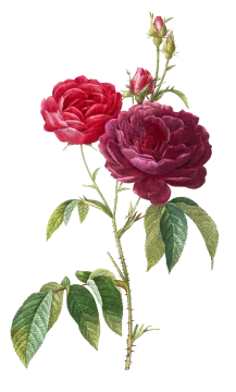 two red roses on a white background