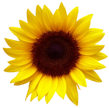 a yellow sunflower on a white background