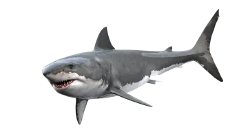a great white shark with its mouth open