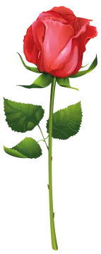 a red rose on a white background