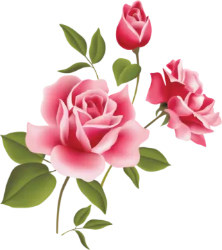 two pink roses on a white background