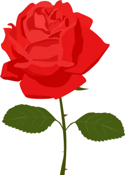 a red rose on a white background