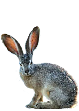 a rabbit sitting on top of a white surface