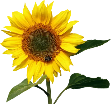 a yellow sunflower with a bee on it