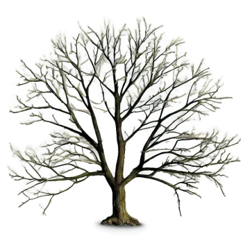 a bare tree with no leaves on it