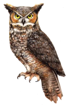 a watercolor painting of an owl on a white background