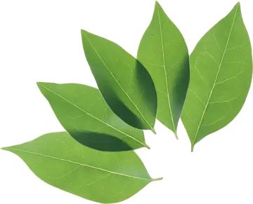 three green leaves on a white background