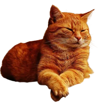 an orange cat is laying down on the floor