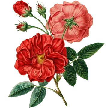 a drawing of two red flowers with green leaves
