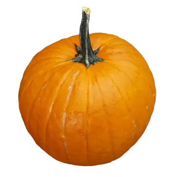 a large orange pumpkin on a white background