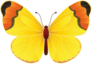 a yellow butterfly on a white background
