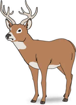 how to draw a deer