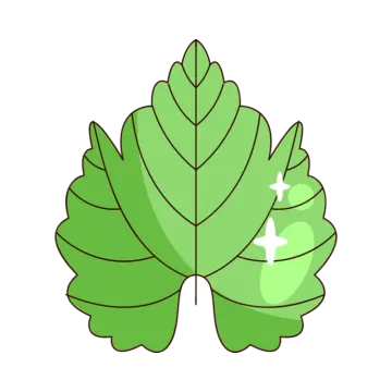 a green leaf with white background