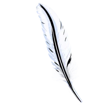 a white feather with black and white feathers