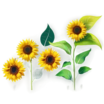 three sunflowers with green leaves on a white background