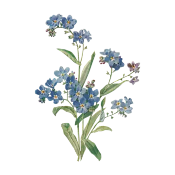 a blue forget flower with green leaves