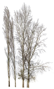 three trees with no leaves