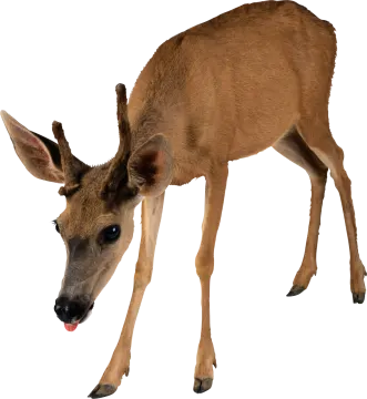 a small deer standing on top of a white surface