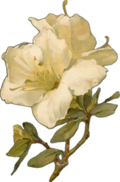 a white flower with green leaves