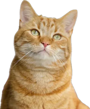 a close up of a cat with green eyes