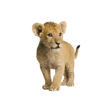 a small lion cub standing on its hind