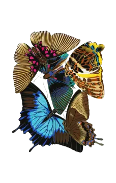 a group of butterflies on a white background