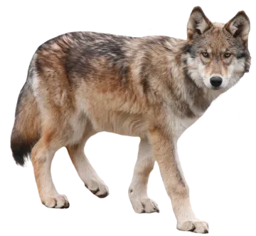 a wolf standing on a white background
