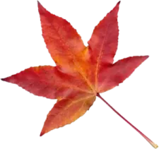 a single red maple leaf