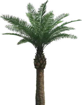 a palm tree on a white background