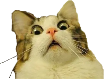 a close up of a cat's face