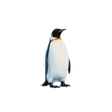 a black and white penguin