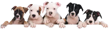 a group of pup sitting in front of a white background