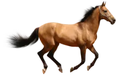 a brown horse running on a white background