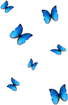 blue butterflies on a white background